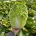 湖北荆门本地黄心大白菜