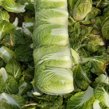湖北荆门本地黄心大白菜