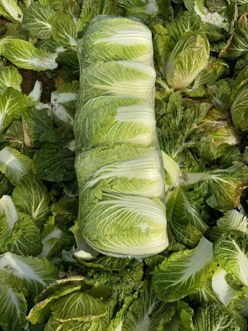 湖北荆门本地黄心大白菜