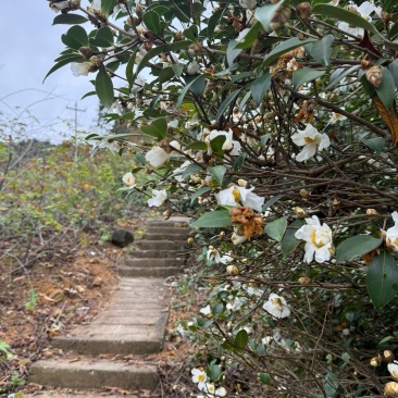 纯山茶油，***任何物质！