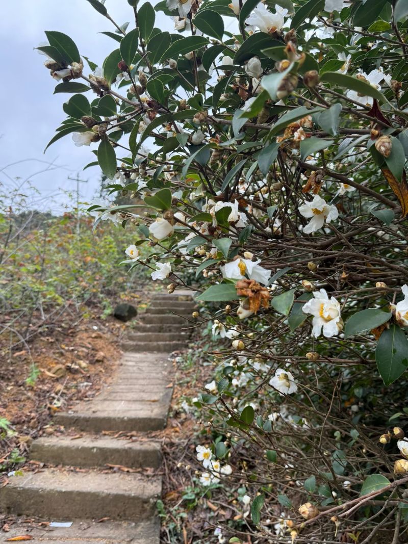 纯山茶油，***任何物质！