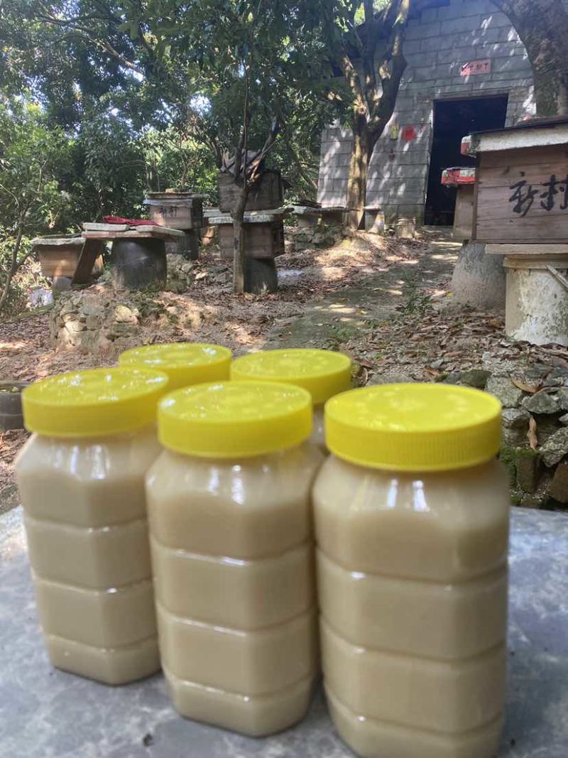 中华土蜂蜜鸭脚木冬蜜野生中蜂蜜土蜂蜜冬季特有鸭脚木冬蜜百花蜜