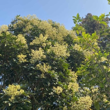 中华土蜂蜜鸭脚木冬蜜野生中蜂蜜土蜂蜜冬季特有鸭脚木冬蜜百花蜜