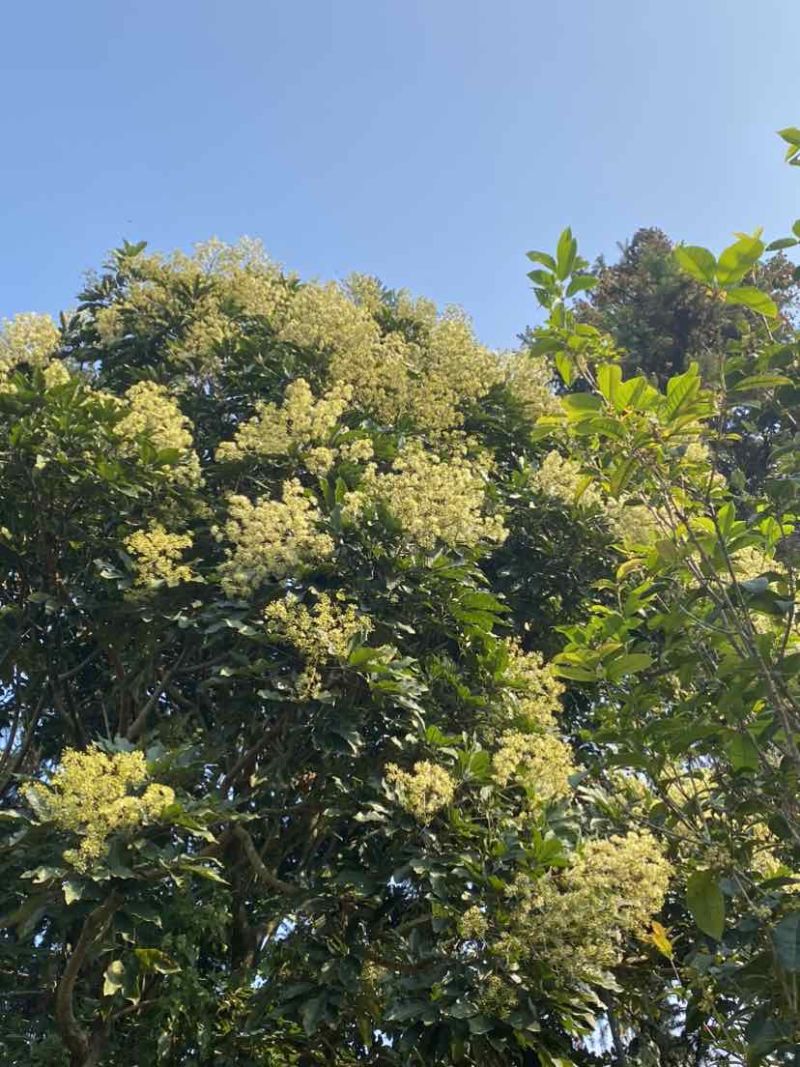 中华土蜂蜜鸭脚木冬蜜野生中蜂蜜土蜂蜜冬季特有鸭脚木冬蜜百花蜜