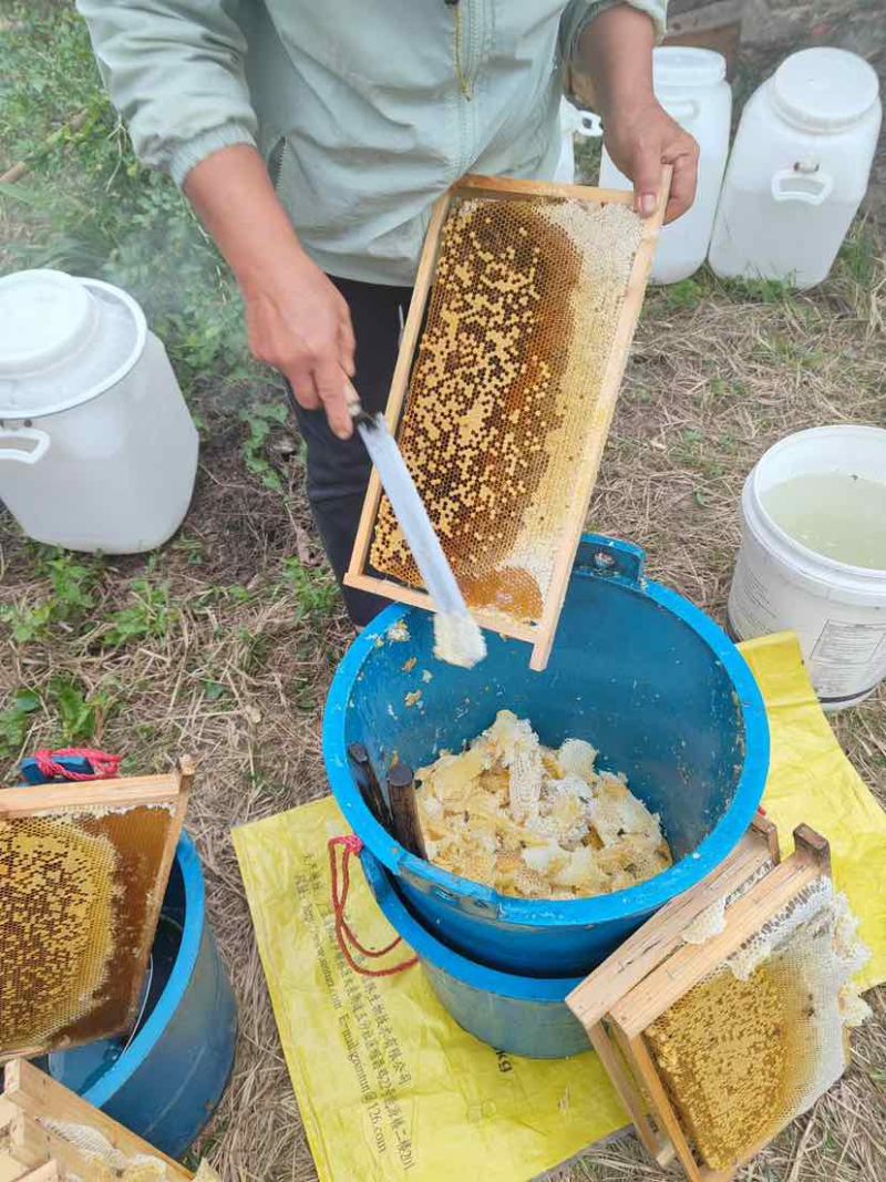中华土蜂蜜鸭脚木冬蜜野生中蜂蜜土蜂蜜冬季特有鸭脚木冬蜜百花蜜