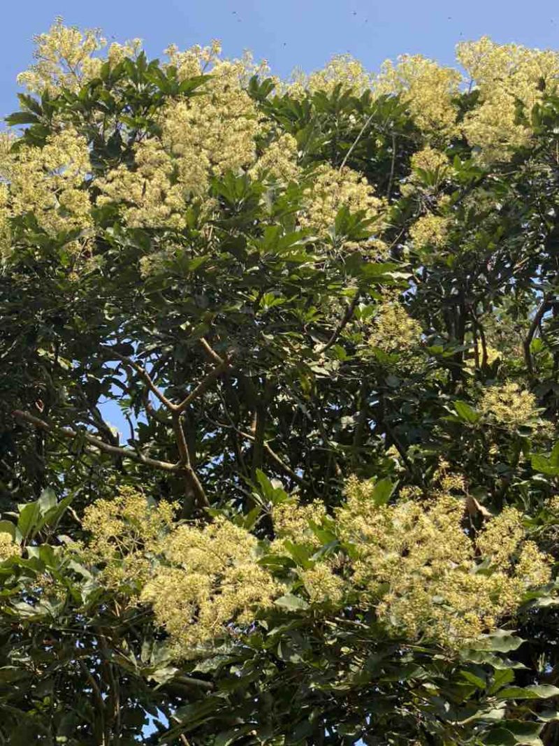 中华土蜂蜜鸭脚木冬蜜野生中蜂蜜土蜂蜜冬季特有鸭脚木冬蜜百花蜜