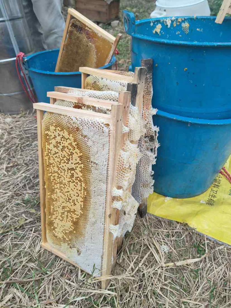 中华土蜂蜜鸭脚木冬蜜野生中蜂蜜土蜂蜜冬季特有鸭脚木冬蜜百花蜜