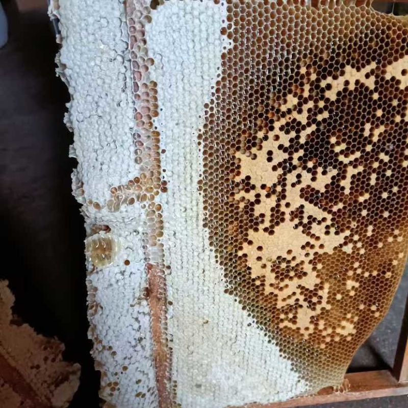 中华土蜂蜜鸭脚木冬蜜野生中蜂蜜土蜂蜜冬季特有鸭脚木冬蜜百花蜜