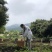 中华土蜂蜜鸭脚木冬蜜野生中蜂蜜土蜂蜜冬季特有鸭脚木冬蜜百花蜜