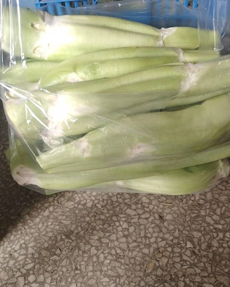 菜头