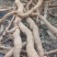 深山野生牛大力
