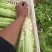 棒菜，1000斤起售