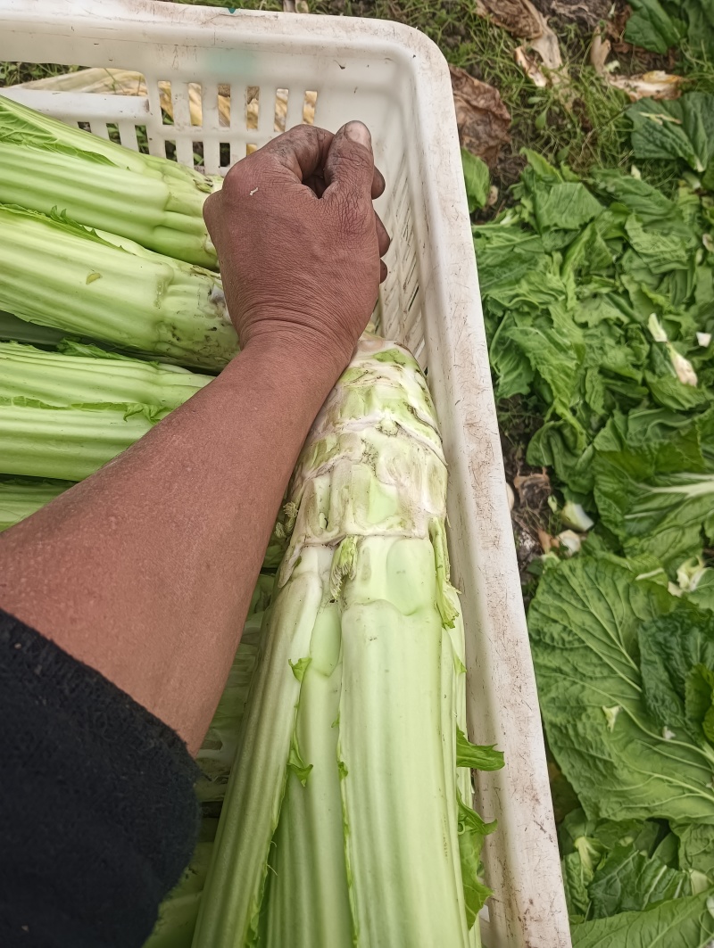棒菜，1000斤起售