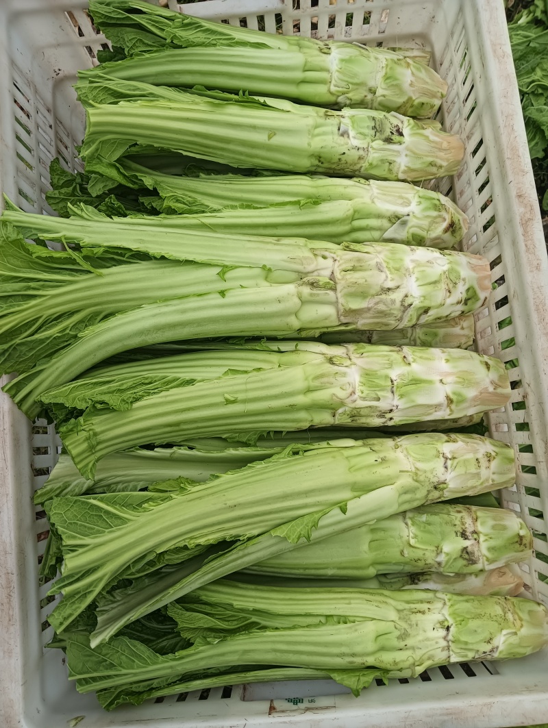 棒菜，1000斤起售
