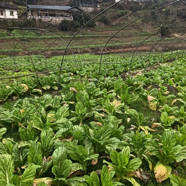 棒菜，1000斤起售