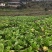 棒菜，1000斤起售