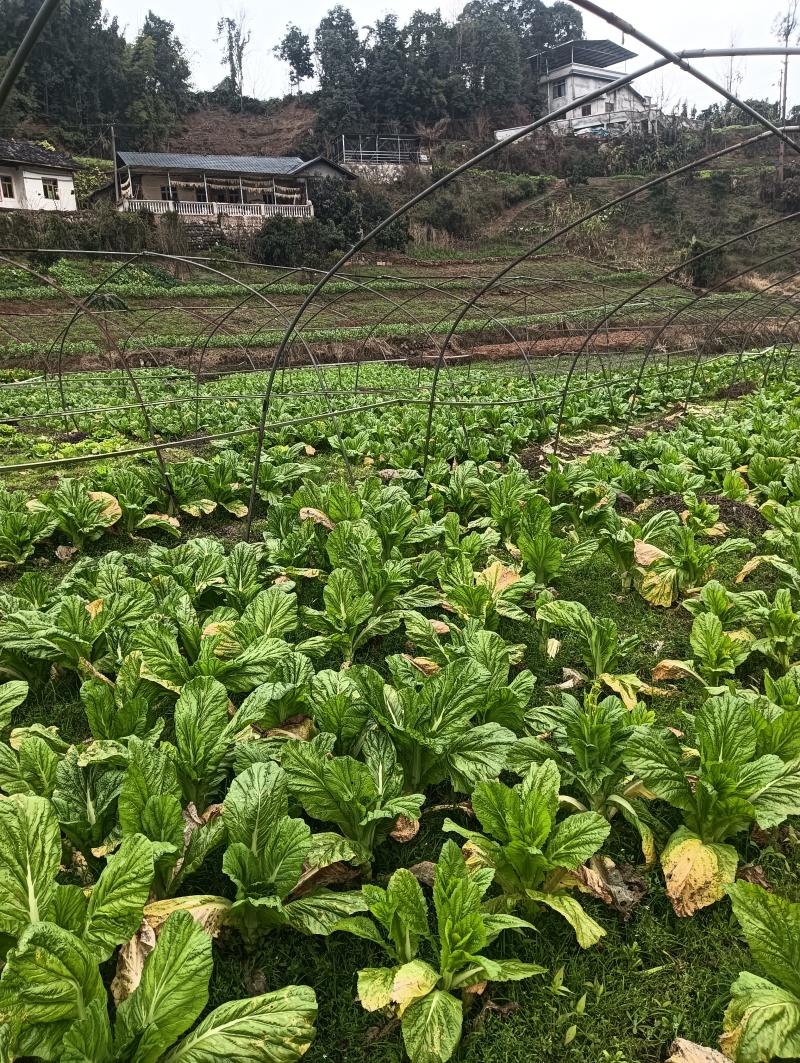 棒菜，1000斤起售
