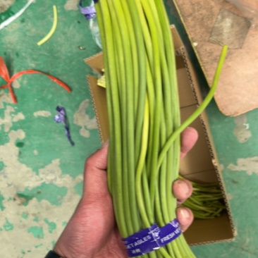 正宗兰陵蒜薹长苔，支持电商全国一件代发，质量好货源充足，
