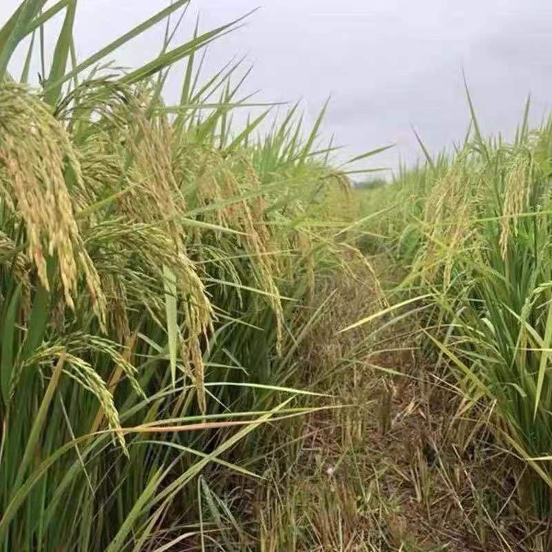【春节促销】正宗原阳黄金晴大米黄河水灌溉生态种植欢迎联系