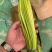 正宗兰陵蒜薹长苔，支持电商全国一件代发，质量好货源充足，