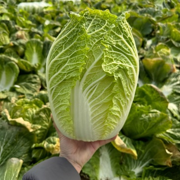 湖北荆门本地黄心大白菜