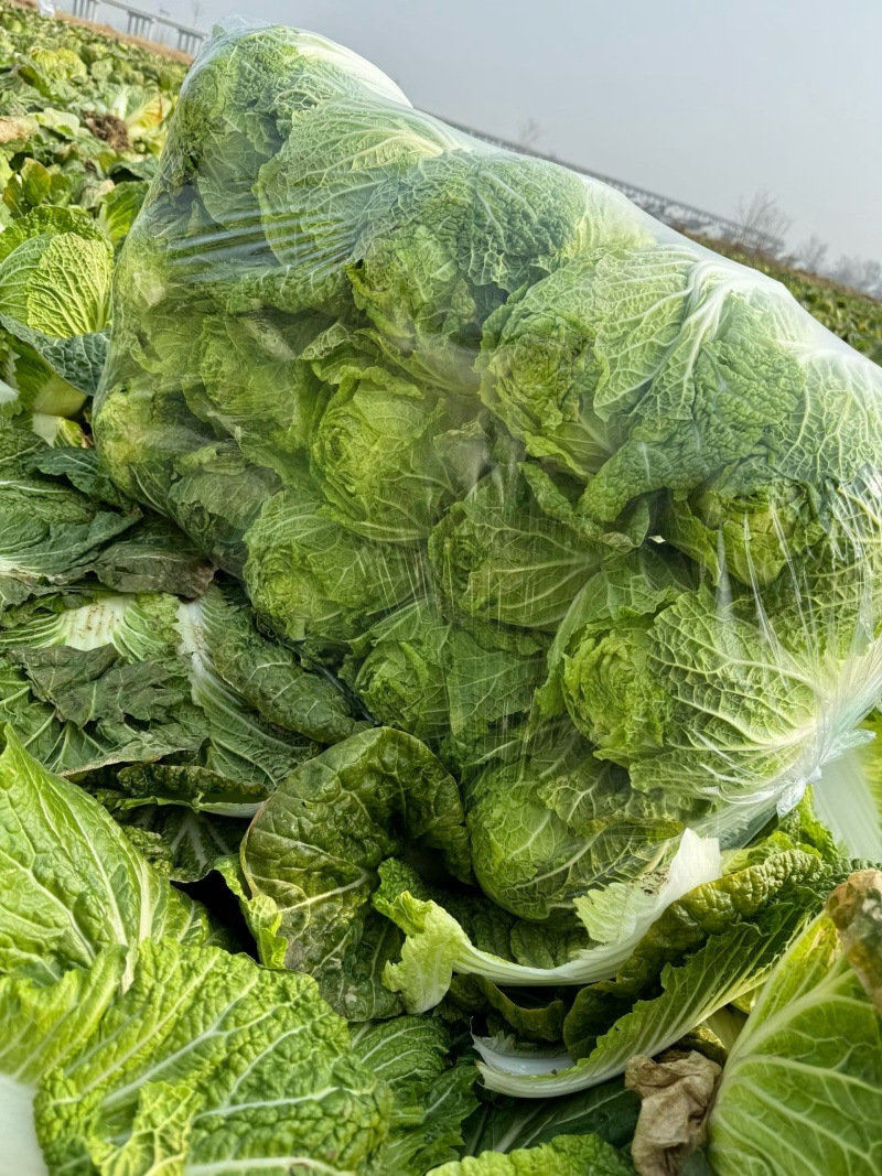 湖北荆门本地黄心大白菜