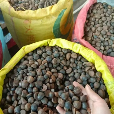 广西正宗山茶油
