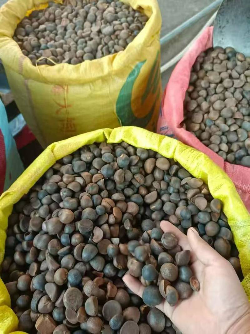 广西正宗山茶油