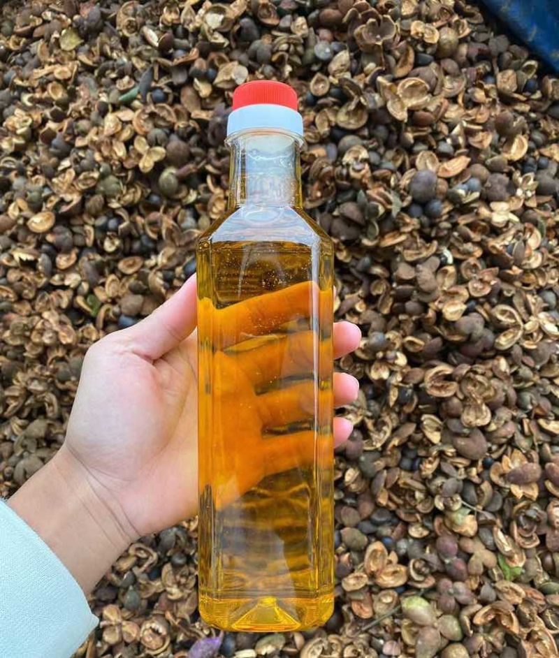 广西正宗山茶油