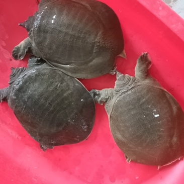 8年鲜活甲鱼
