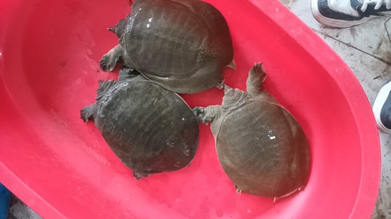 8年鲜活甲鱼