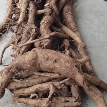 鲜活葛根