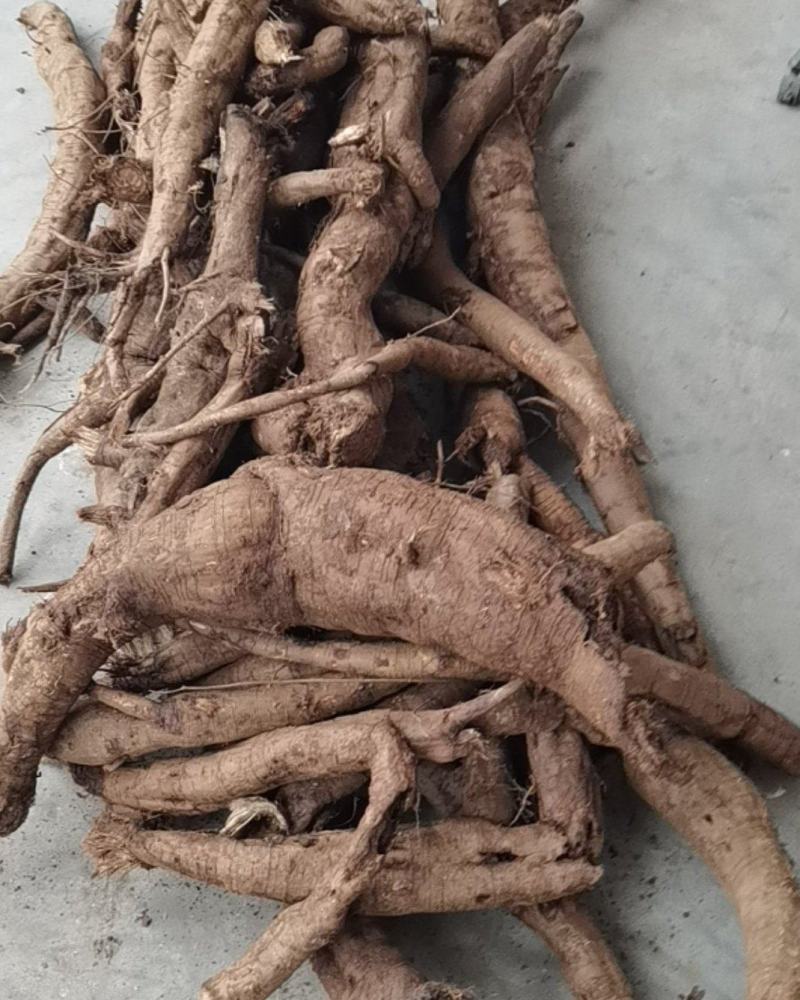 鲜活葛根