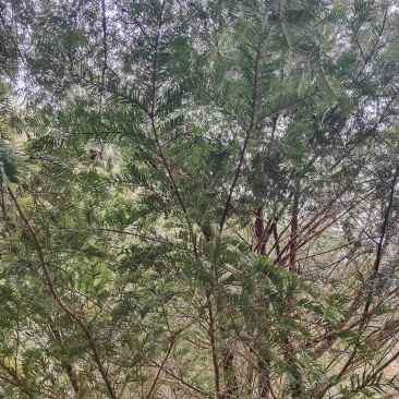 红豆杉