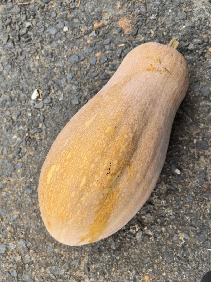 香芋南瓜，蜜本南瓜