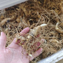 黄精种苗
