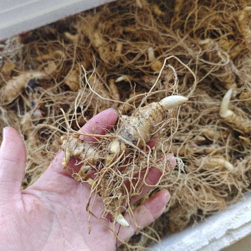 黄精种苗