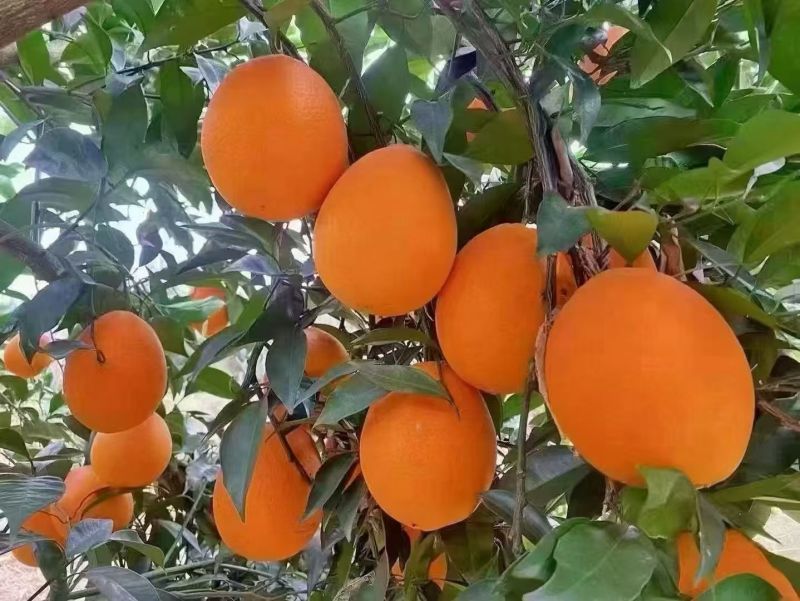 奉节脐橙