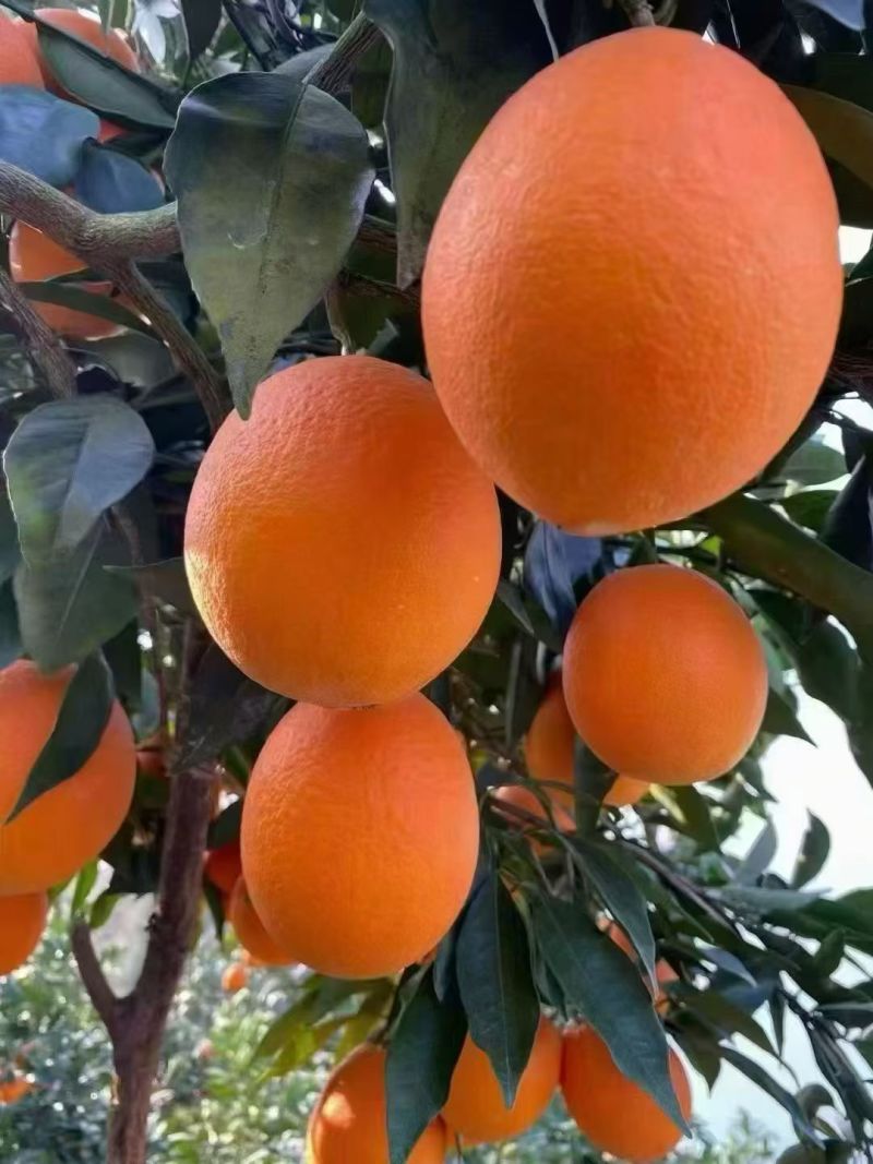 奉节脐橙