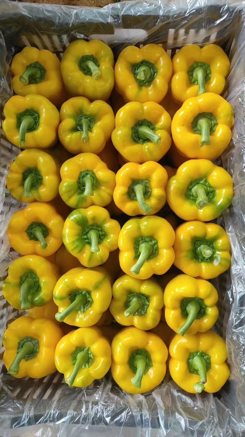 彩椒基地直供