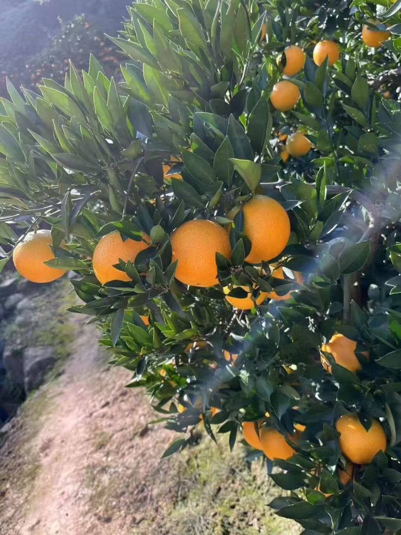 宜昌三峡中华红橙子