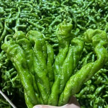 广东鲜辣椒，螺丝椒，陇椒，一手货源，保质保量，基地直供。