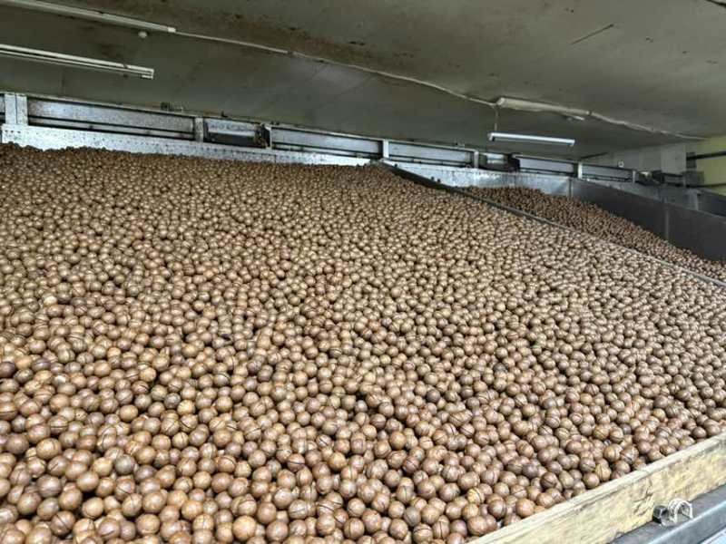 夏威夷果、厂家直销、支持一件代发，有量有价！