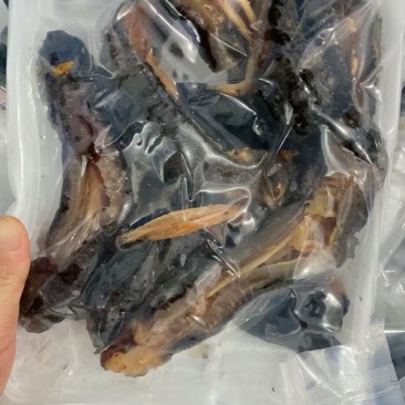 红极参来了