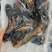 红极参来了
