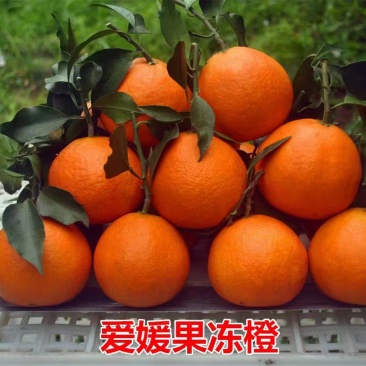 酉水河红美人柑橘
