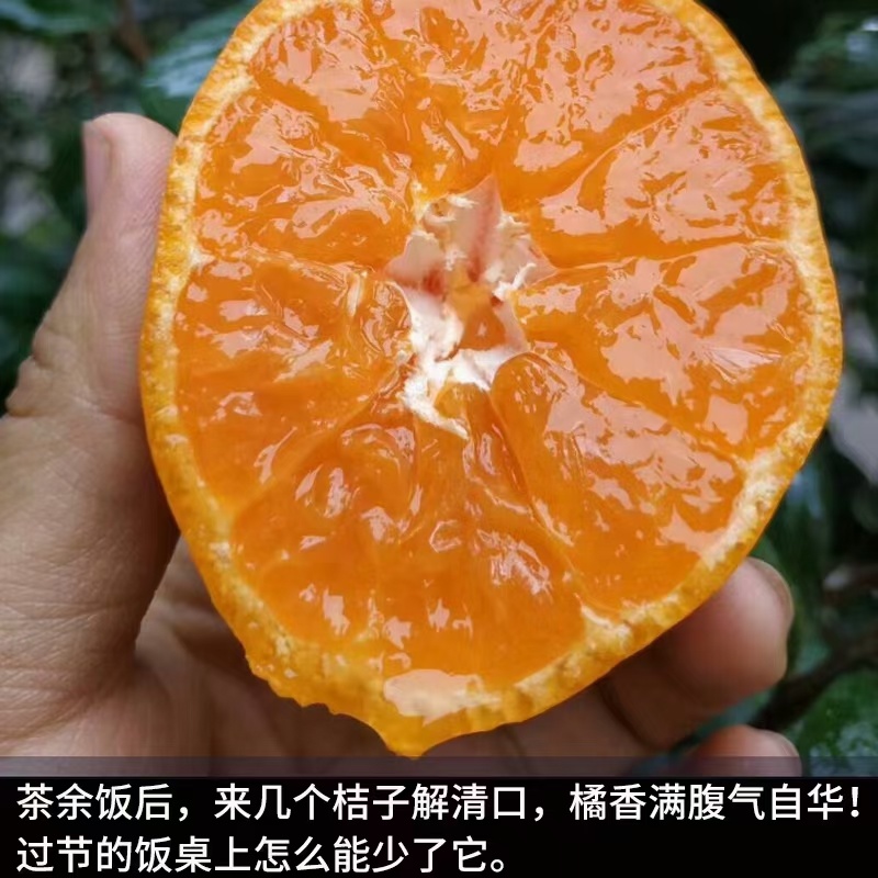 酉水河红美人柑橘
