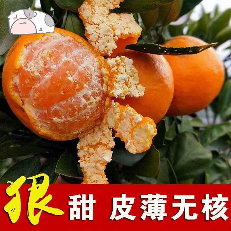 酉水河红美人柑橘
