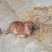 黄牛犊
