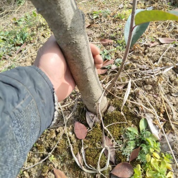 红叶石楠树